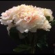 Bouquet de pivoines