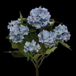 Bouquet de pivoines