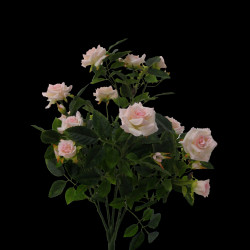 Rose stake