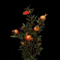 Bouquet de roses