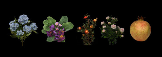 Flowers and plants